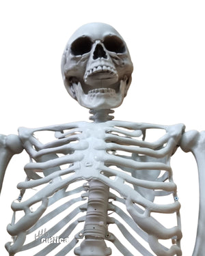Horror Kult Skelett Bony XL 1,6 Meter